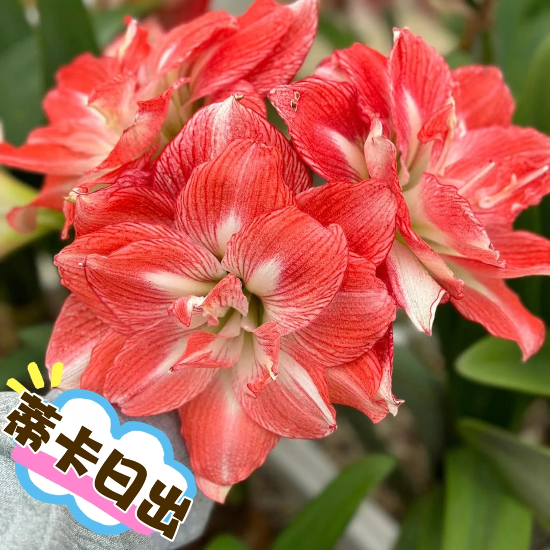 【日出仙子～重瓣】室内种植朱顶红种球北方根系浇水采收