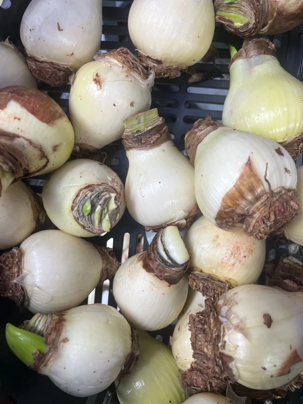 【混乱特价】朱顶红种球  花班长园艺  任意满两个包邮