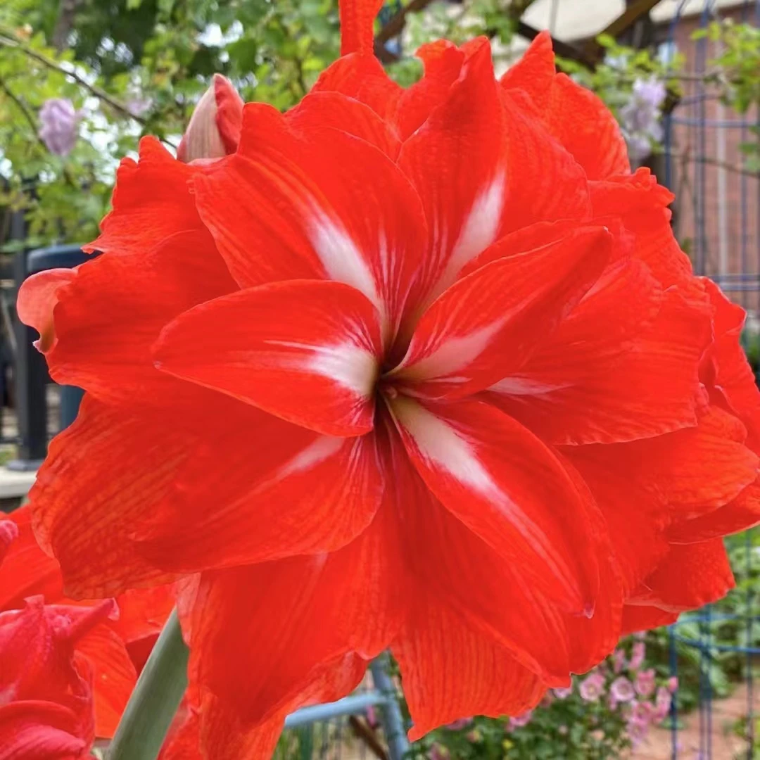 【双马戏团～进口球重瓣】朱顶红种球  花班长园艺  任意满两个包邮