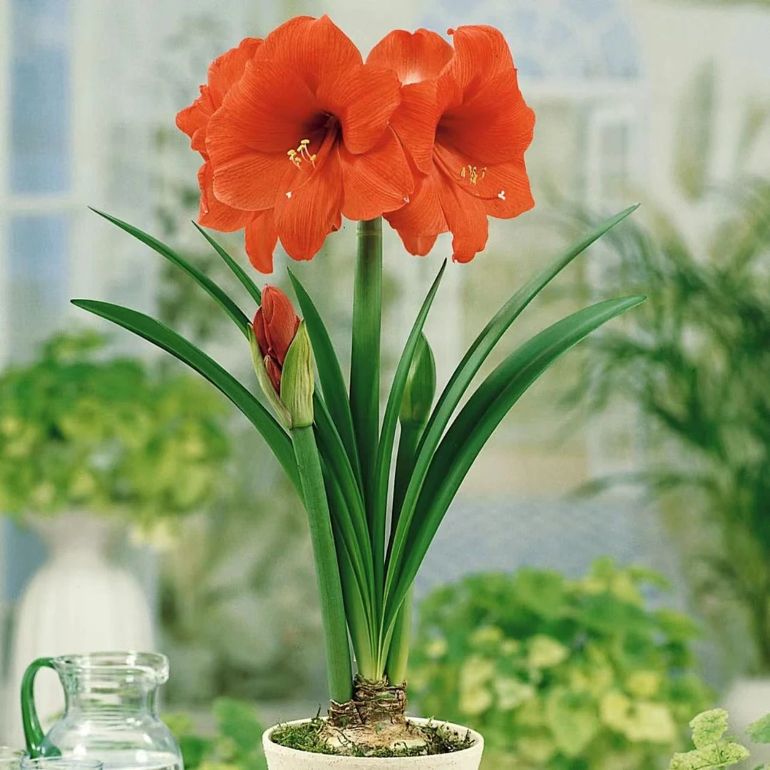 【橙色塞维～单瓣】朱顶红种球  花班长园艺  任意满两个包邮