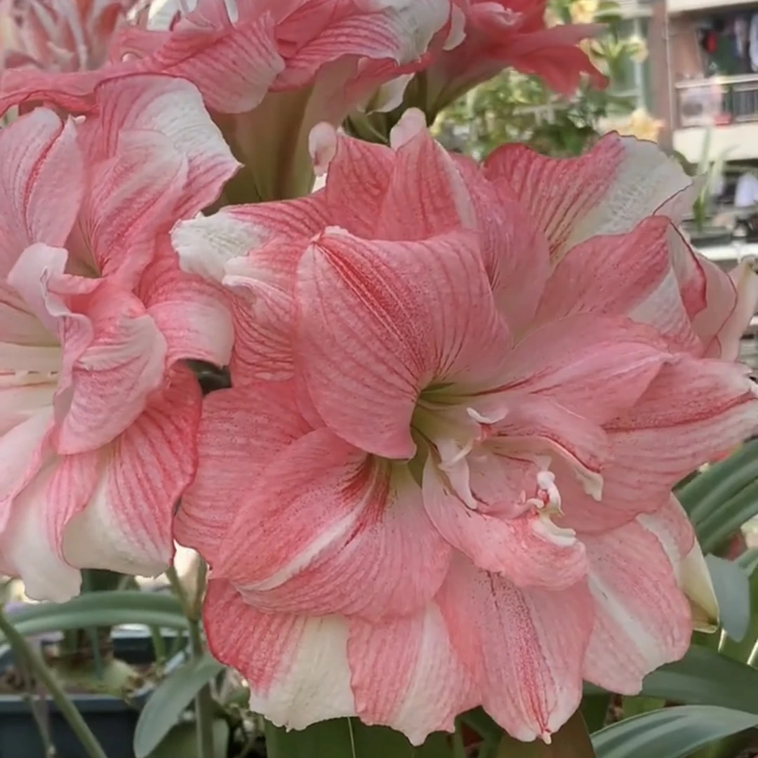 【卡布鲁斯秘鲁～开花球重瓣】室内朱顶红种植浇水采收老根叶子根系