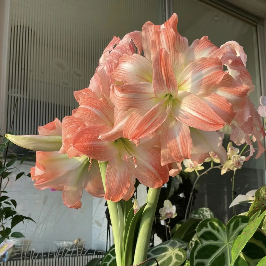 【超级戴斯～重瓣】朱顶红盆栽种球 花班长朱顶红