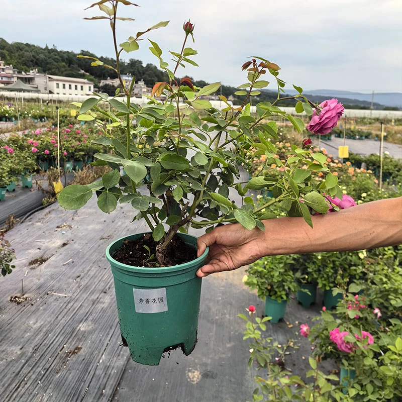 【芳香花园】月季盆栽扦插多季节开花易种易养云南昆明露天基地苗
