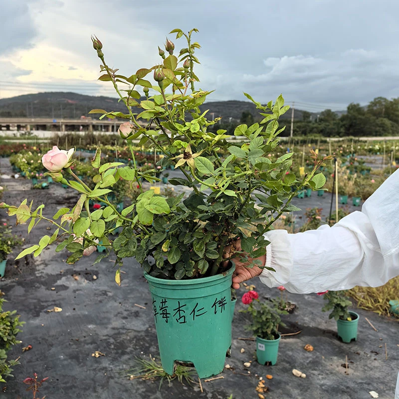【草莓杏仁饼】月季盆栽粉色多季节开花新手易种易养云南昆明露天苗