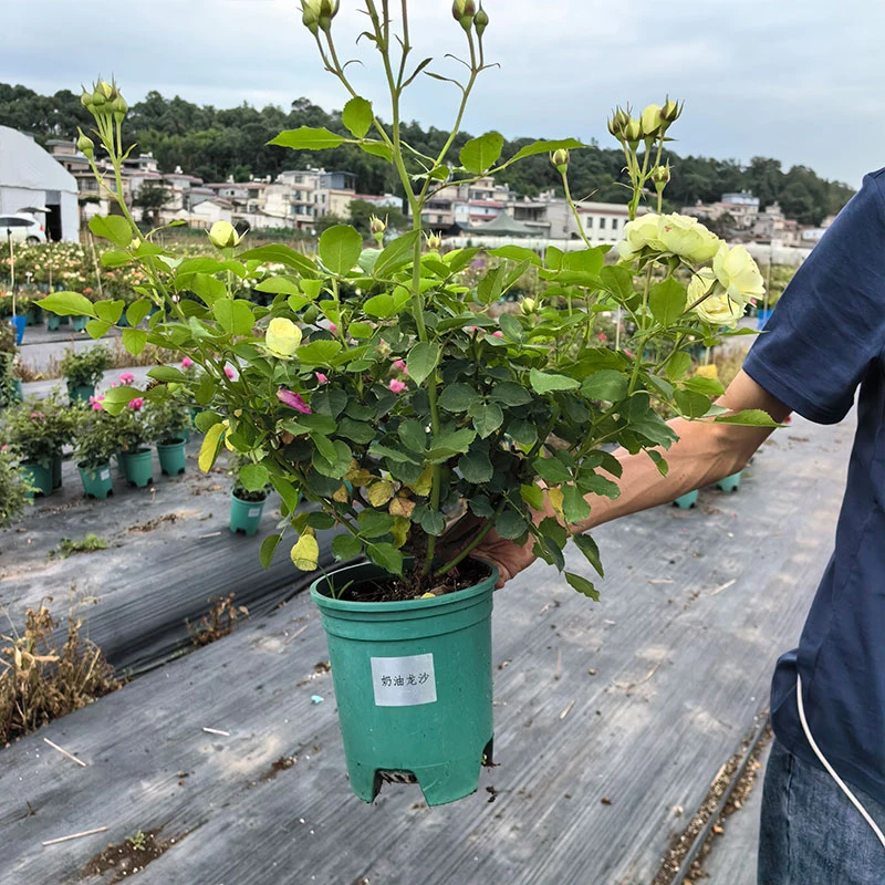 【奶油龙沙】月季盆栽扦插多季节开花易种易养云南昆明露天基地苗