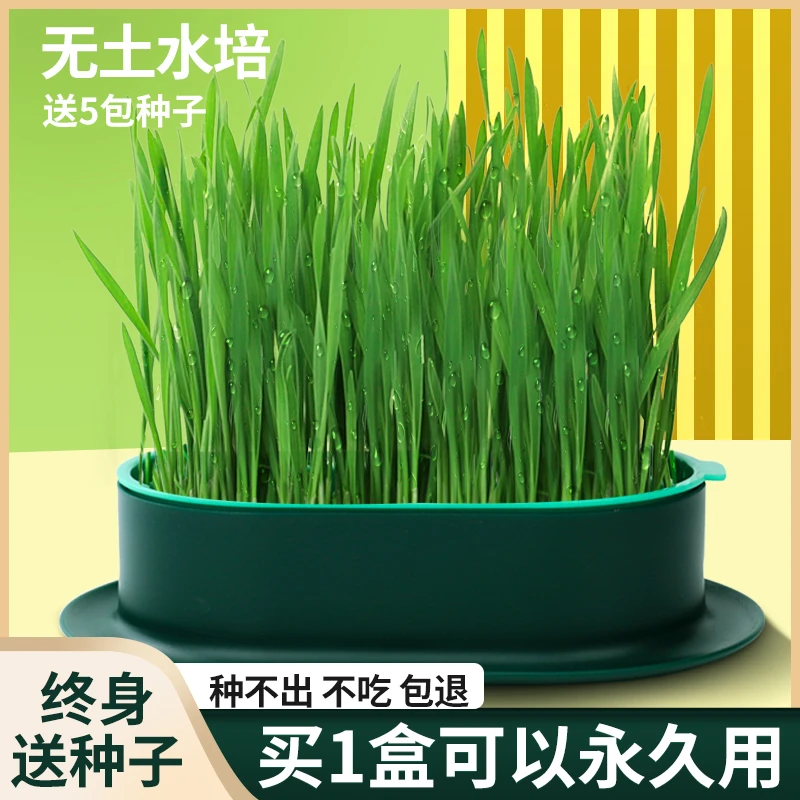 猫草非种好猫薄荷盆栽懒人水培无土猫食草化毛球片草猫咪零食用品