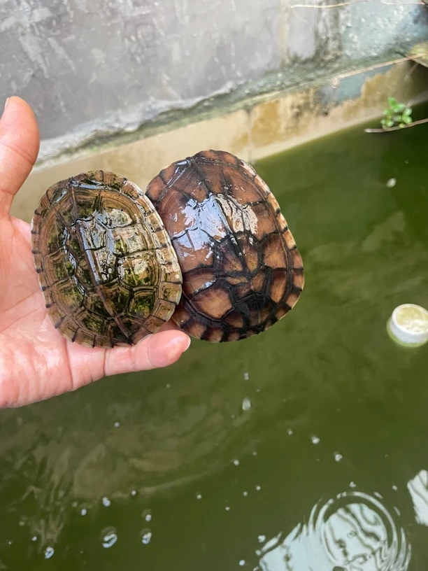 观赏性小乌龟大乌龟