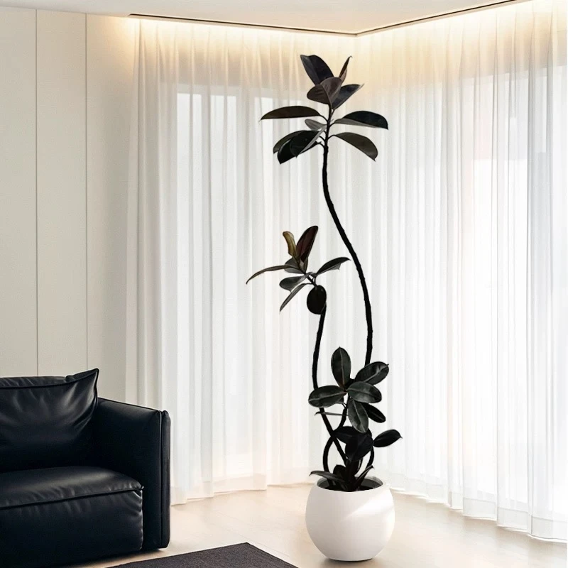 造型黑金刚橡皮树网红室内客厅办公室大型好养绿植简约风