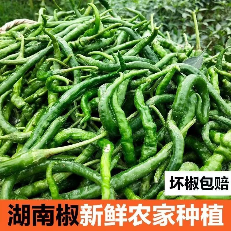 湖南本地农家种植新鲜辣椒青椒香辣中辣