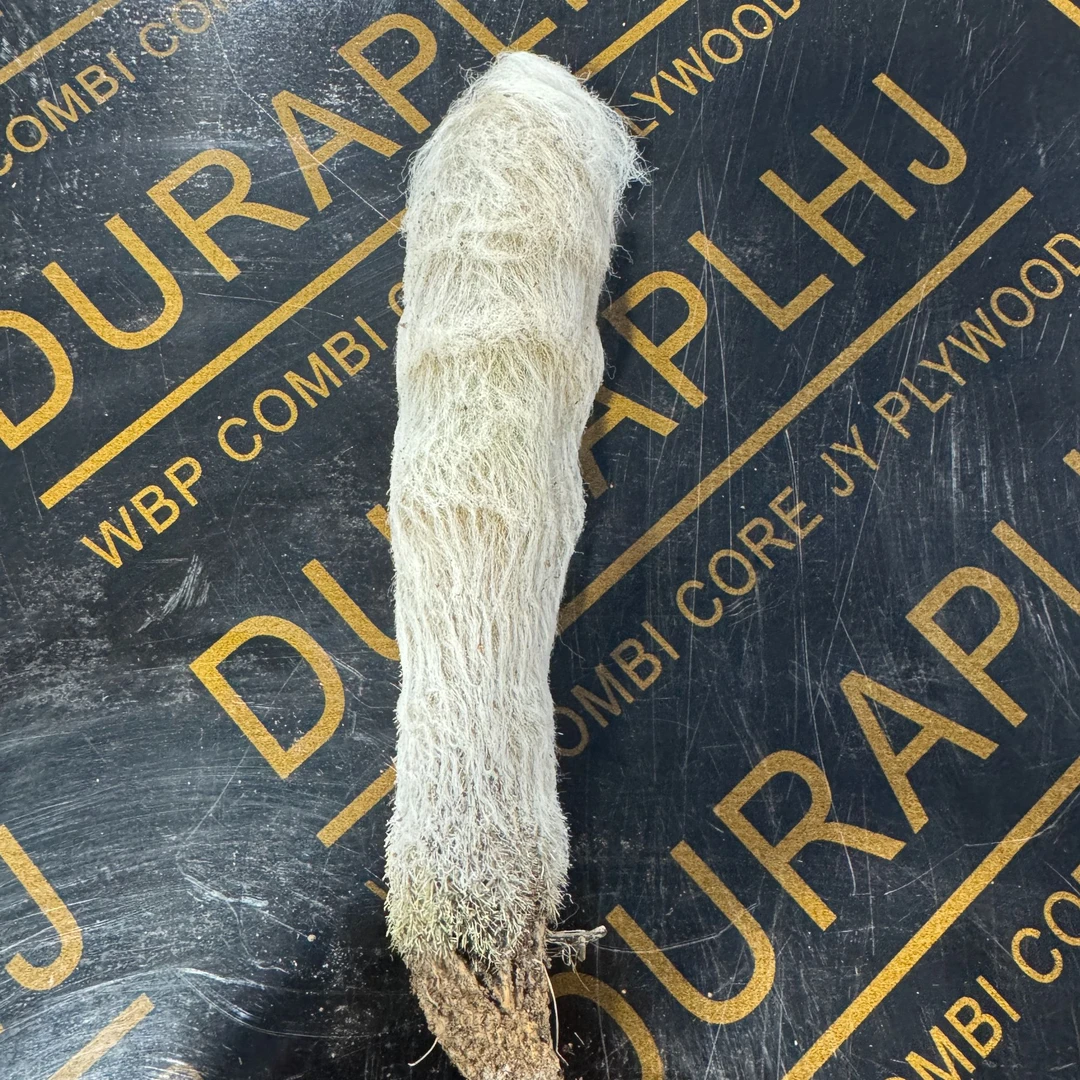 满18包邮（老乐柱）仙人球