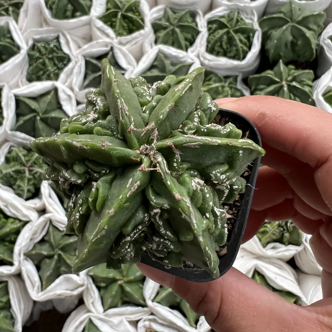 核桃小(满18米包邮）