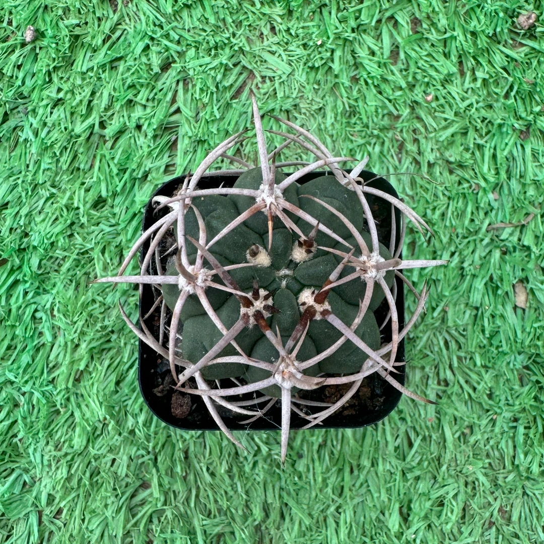 满18包邮（碧岩玉-小）