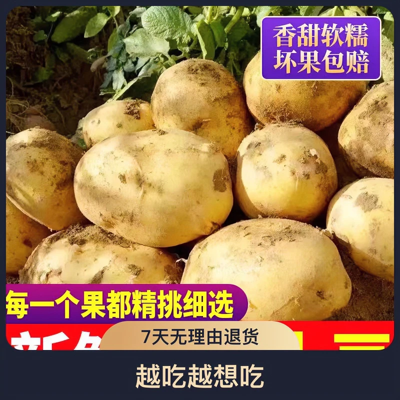农家新鲜土豆当季黄心小土豆应季蔬菜洋芋种植蒸煮好吃黄心土豆