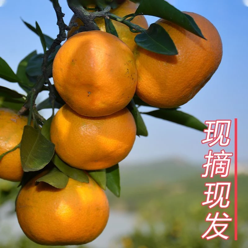 湖北蜜橘皮薄无籽丹江口小叶蜜桔新鲜自然成熟现货