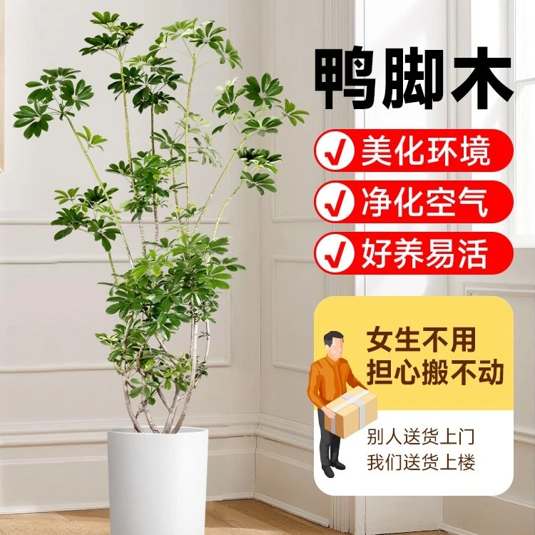 鸭脚木造型盆栽室内北欧网红大型绿植吸甲醛净化空气四季绿