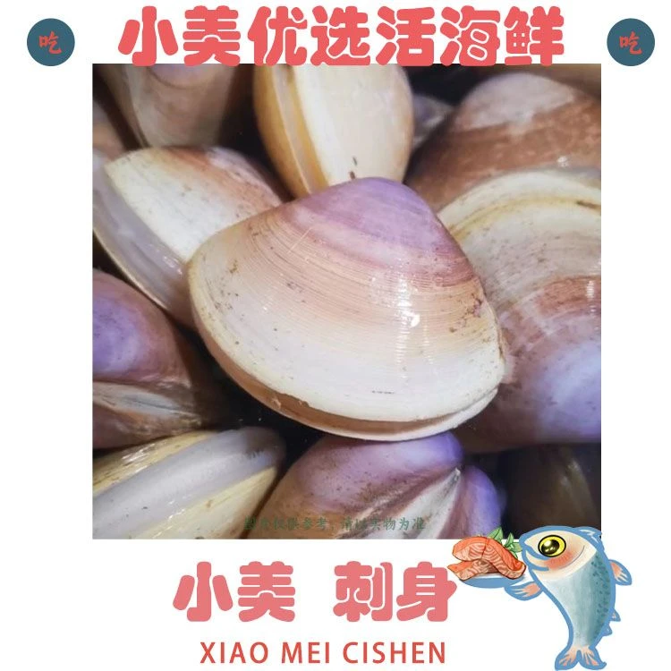 【鲜活】贵妃贝 约500g