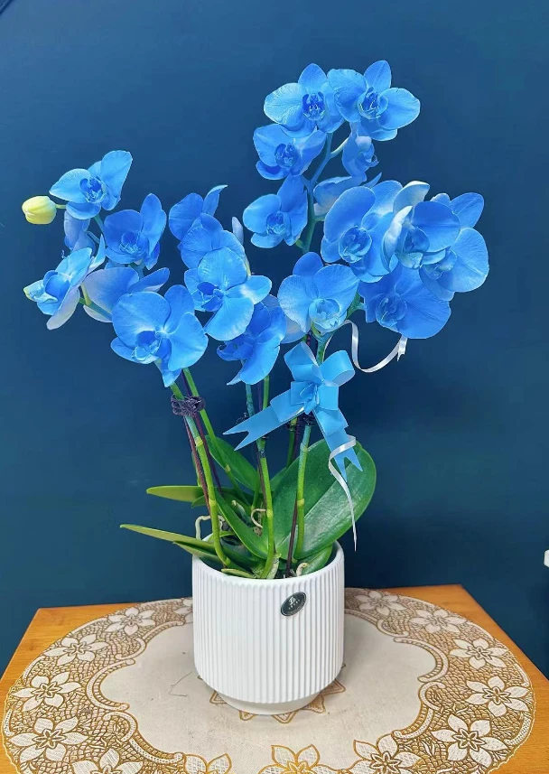 马卡龙【蓝色妖姬组盆】活体工艺喷色环保蝴蝶兰颜色精致