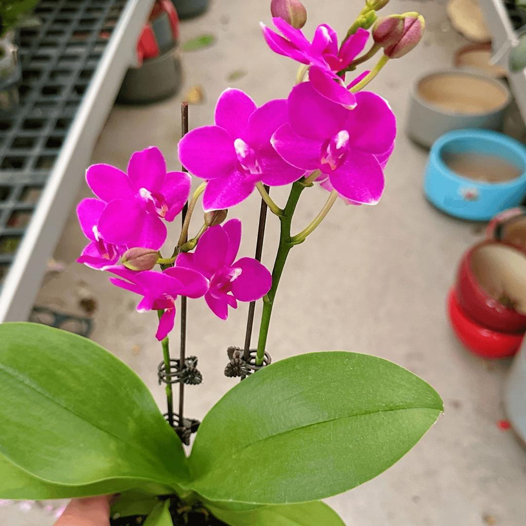 蝴蝶兰【紫葡萄（带香味）】双花剑高雅颜色别致好养易活放客厅