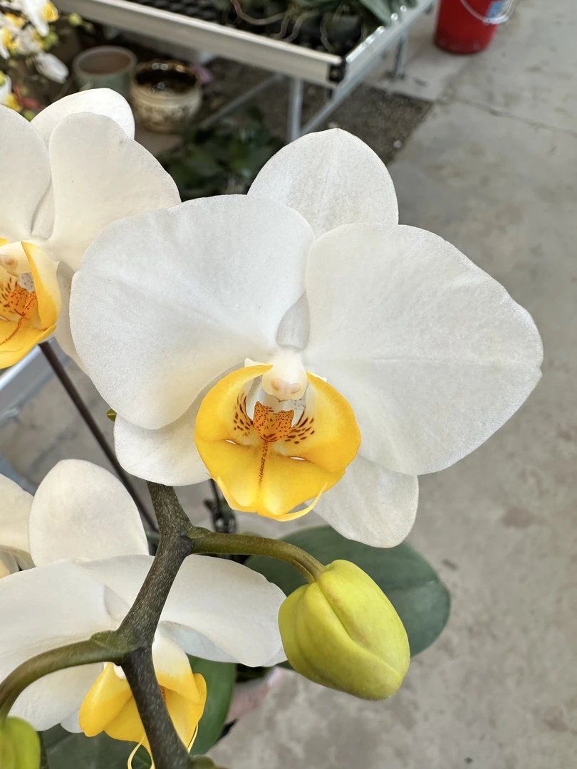 蝴蝶兰【水仙】（白色系）高级优雅别致好养易活放办公室