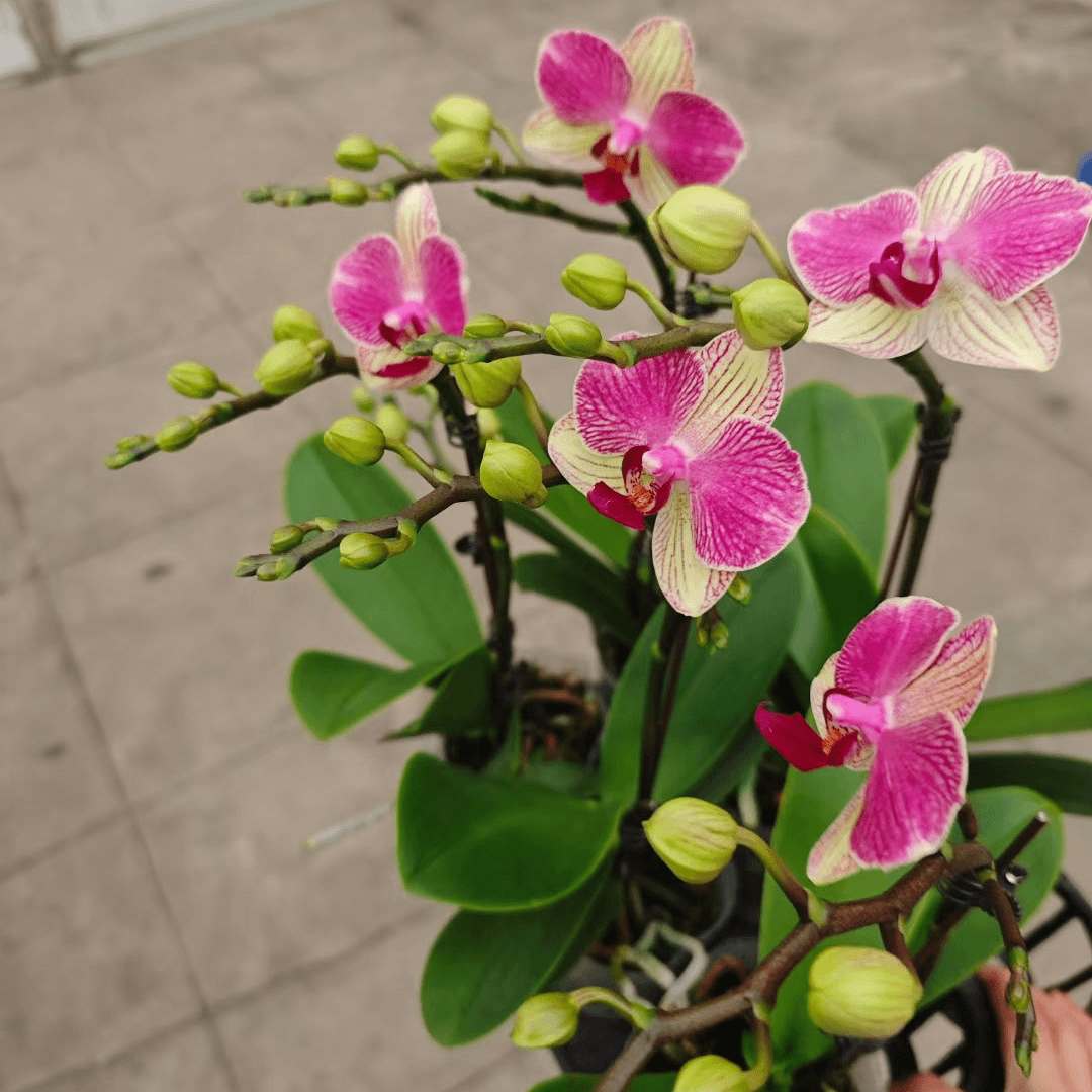 【双色鸟（蜡质花）】双花剑蝴蝶兰高雅别致好养易活放办公