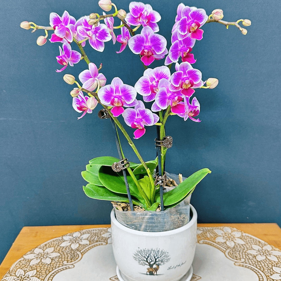 【明媚（双花剑）】蝴蝶兰高雅别致好养易活放办公