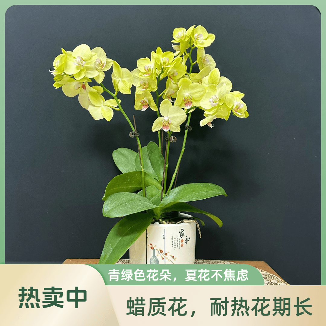 【绿翡翠（双花剑）】蝴蝶兰（绿色）耐养好养易活养护适宜夏天发货冬天