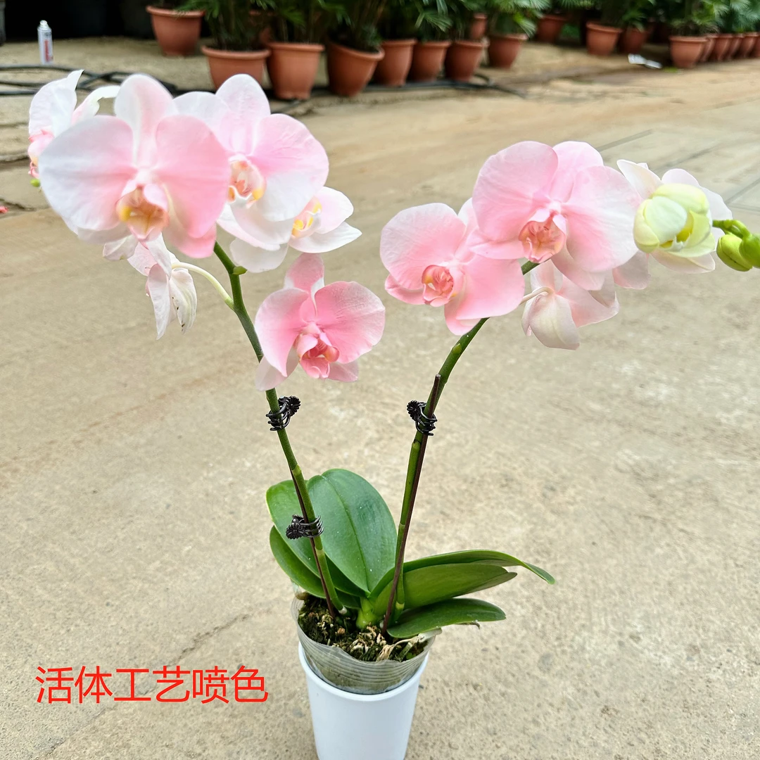 马卡龙【火烈鸟】活体工艺喷色环保蝴蝶兰颜色精致稀缺工艺喷色