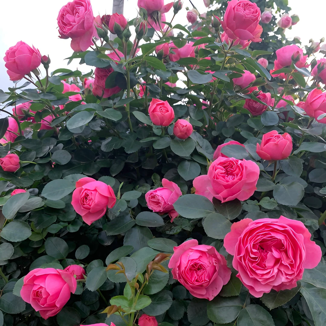 粉色达芬奇多头多季爆花月季庭院盆栽地栽蔷薇花月季爬藤月季花