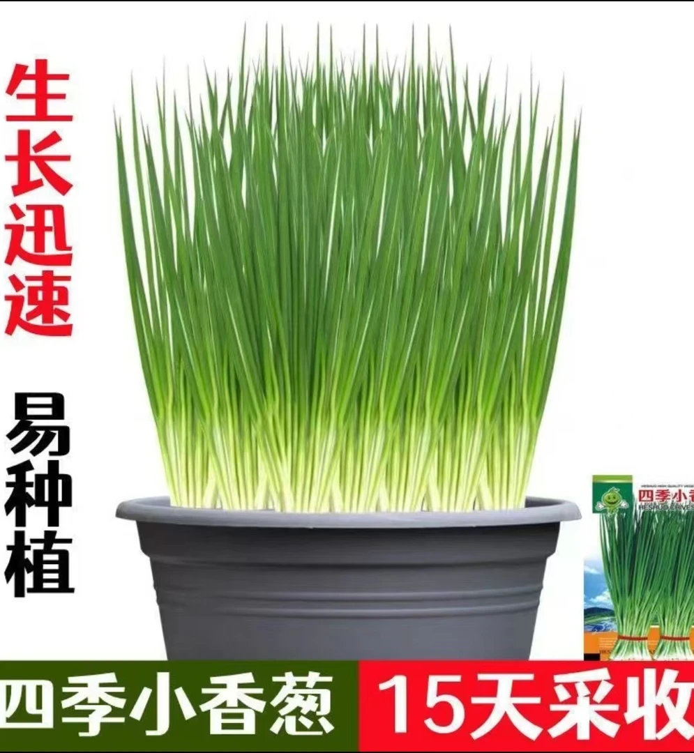 四季小香葱盆栽【带盆带土发货】