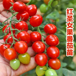红苗小番茄种苗千禧矮生活盆栽种植四季裸根秧苗番茄西红柿蔬菜苗