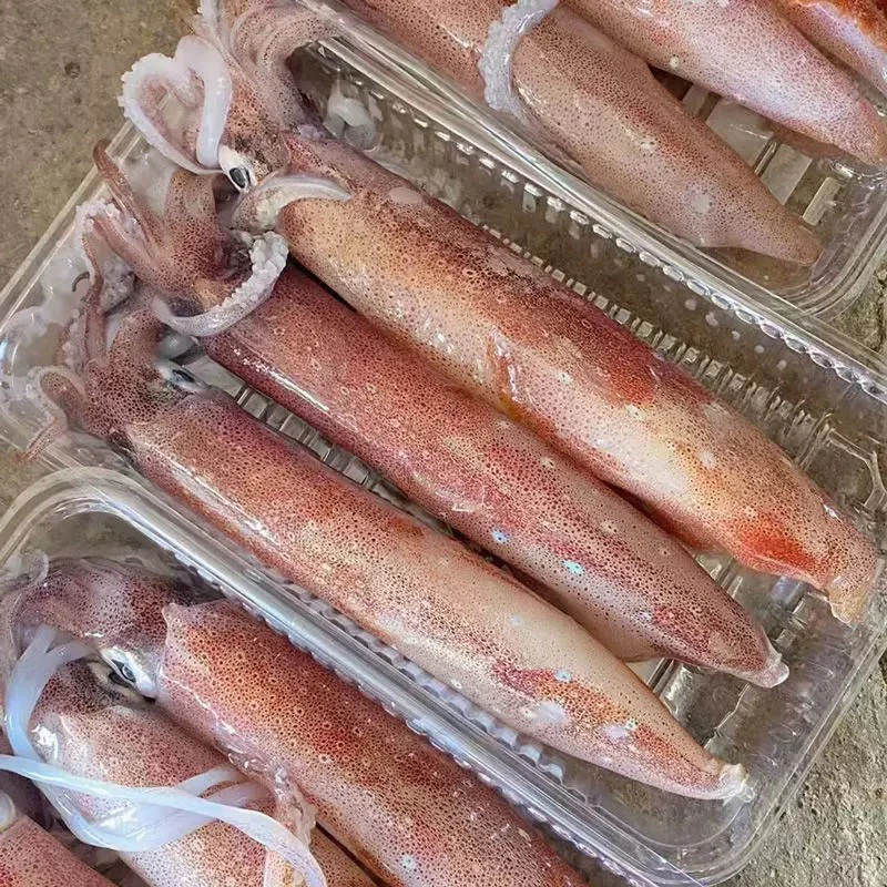 北部湾本港灯光火箭鱿 钓鱿