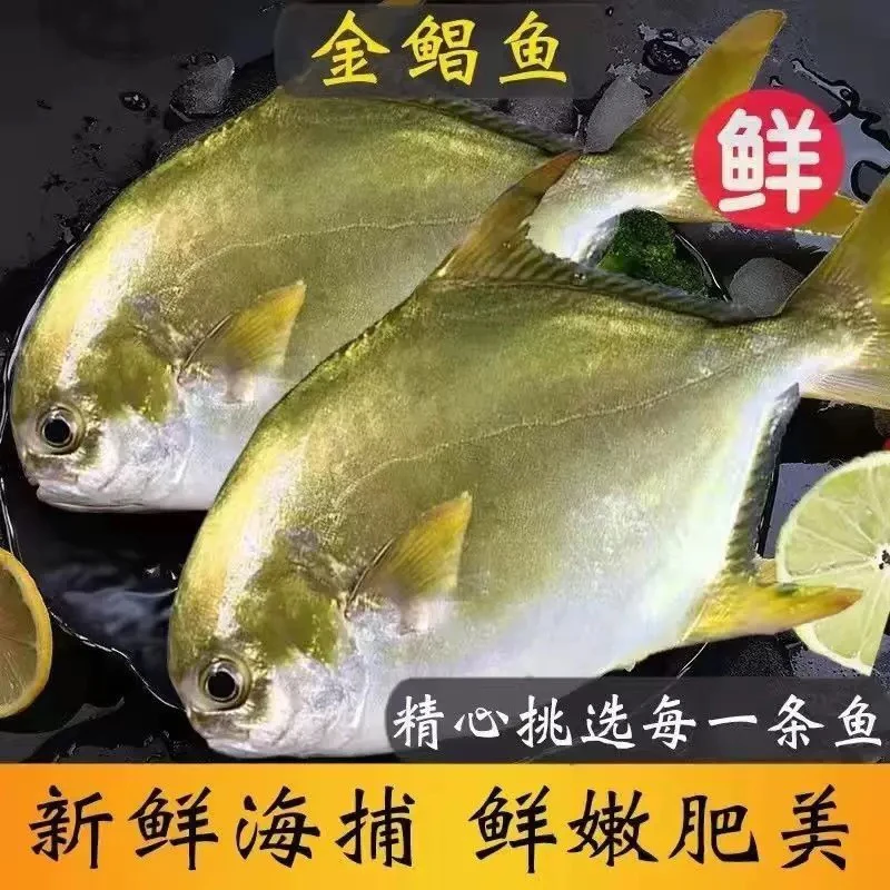北部湾本港海捕纯野生 金鲳鱼（5斤发9-10条）