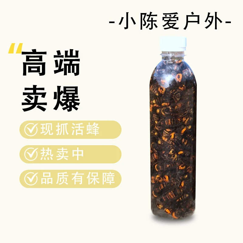 金环虎头蜂地雷蜂100只装当天现抓老蜂地雷蜂老蜂金环虎头蜂
