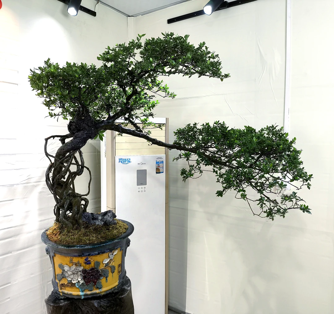 海岛四季榄叶栀子花［百年老桩］