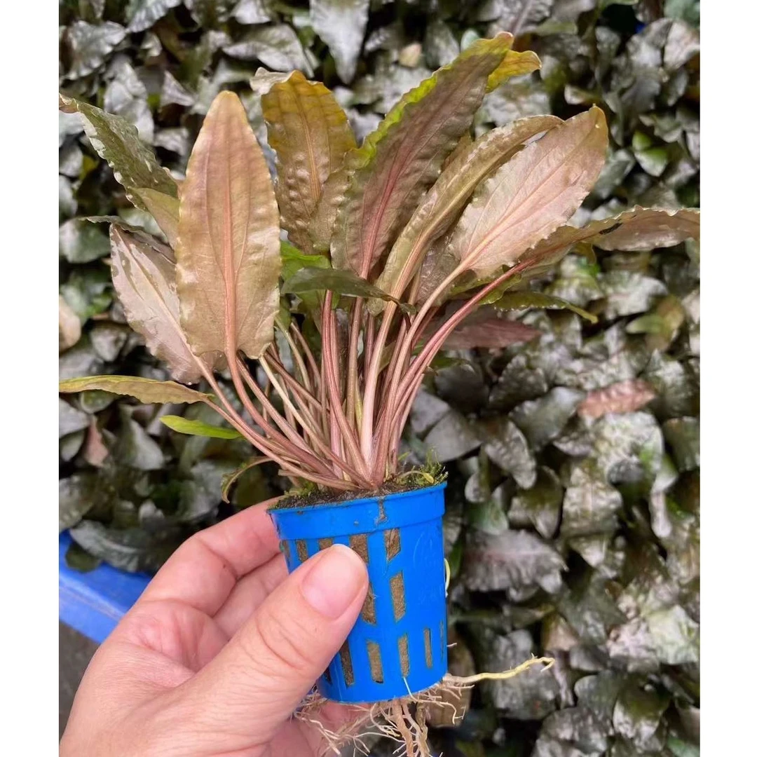 气泡椒草杯装水草鱼缸造景前中景后汽泡椒草增氧阴性淡水活体植物