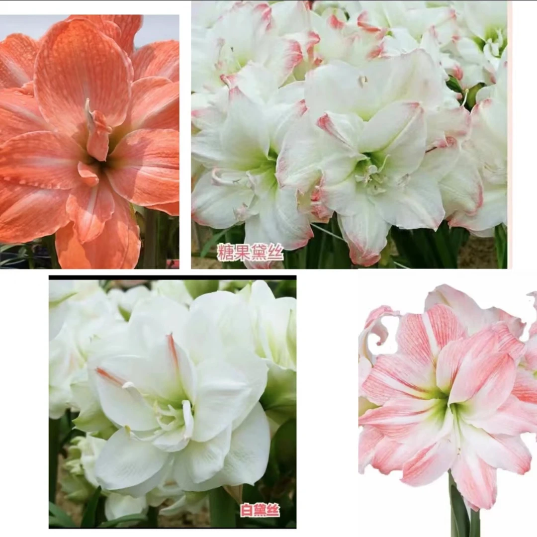 【基地自然球】~青州品韵朱顶红基地自然球