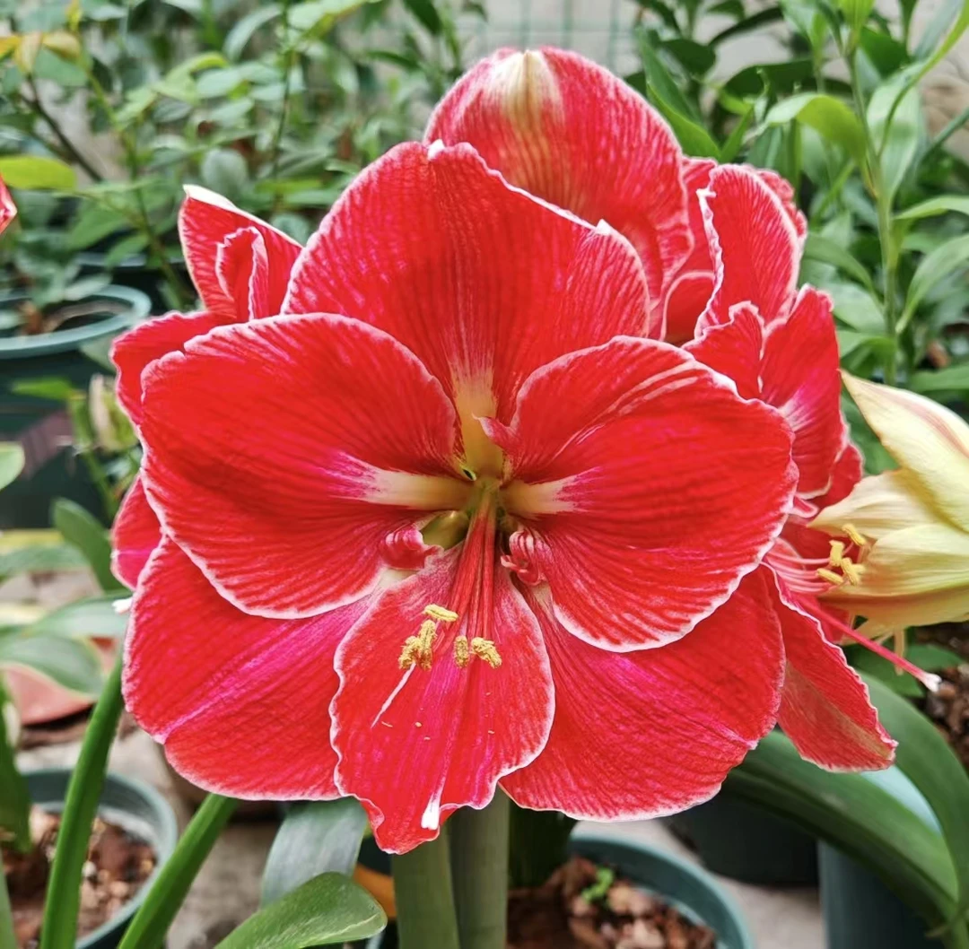 【神奇】~青州品韵荷兰进口朱顶红种球单瓣