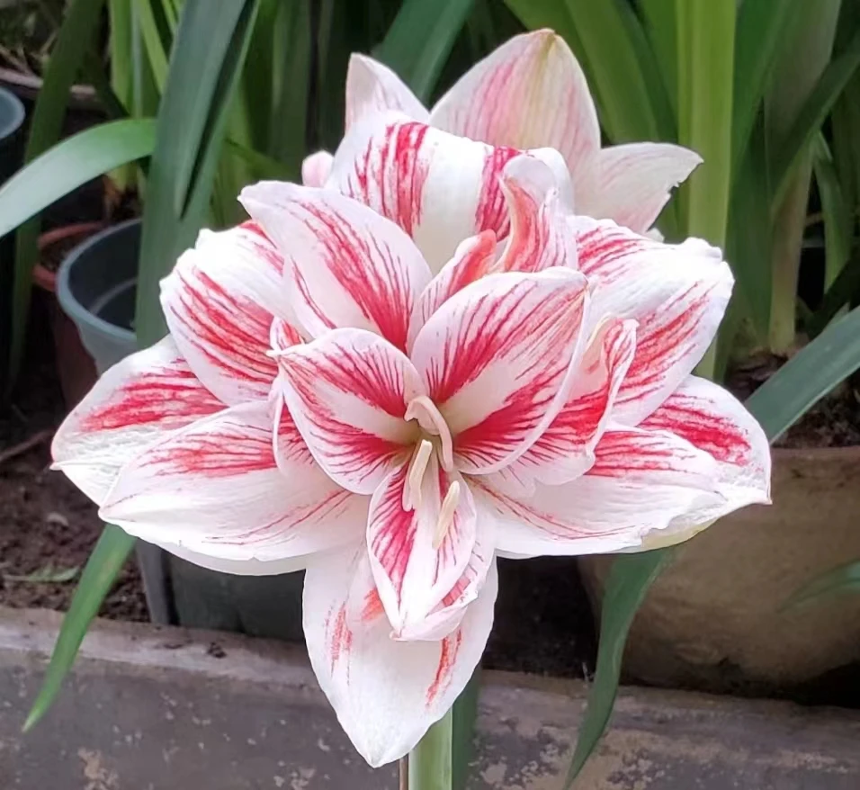 【明亮仙女】~青州品韵荷兰进口朱顶红种球