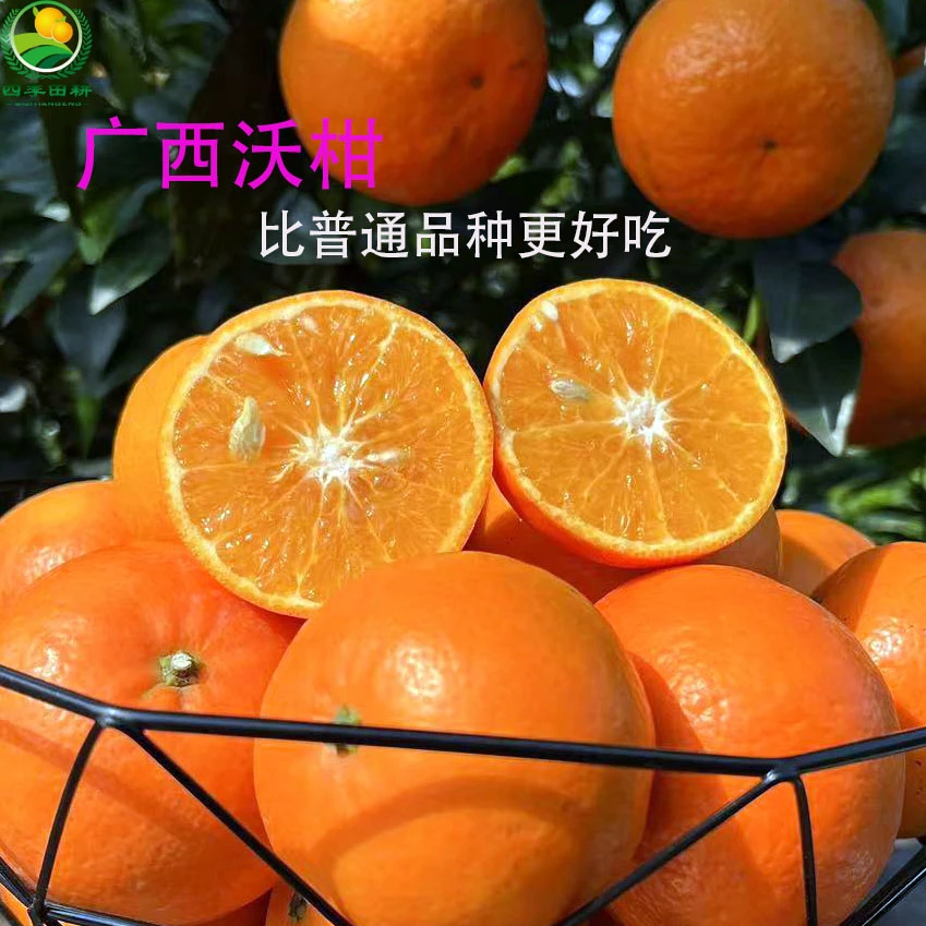 【果农自卖】广西沃柑香甜多汁现摘现发当季水果多汁正宗超甜