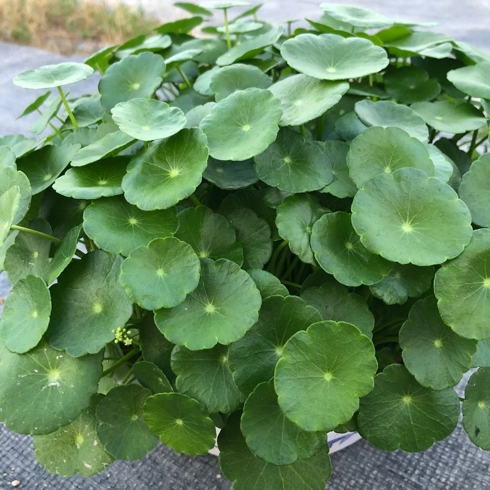 铜钱草水培植物办公室桌面盆栽金钱草花卉室内水养绿植阳台鱼缸养