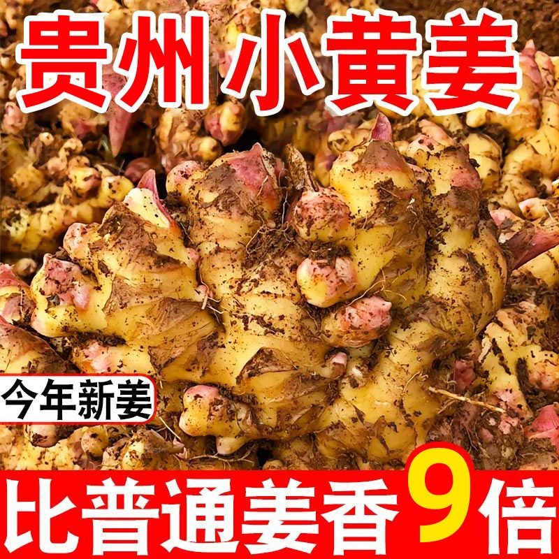 贵州高原小黄姜二黄姜老姜原生态产地直发包邮（炒菜煲汤味更香）