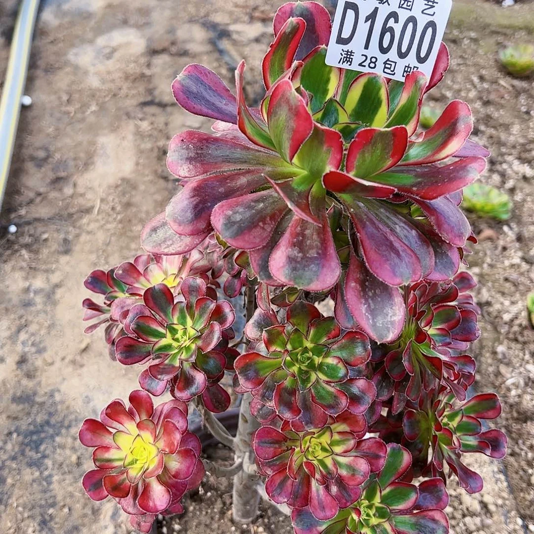 1600冰淇淋多肉植物法师