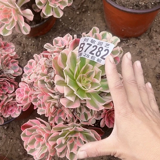 7282粉女巫多肉植物法师