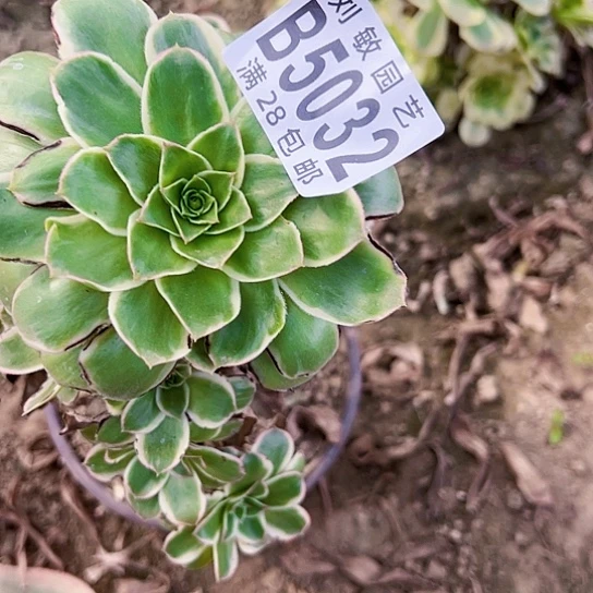 大叶绿玫瑰多肉植物法师5032