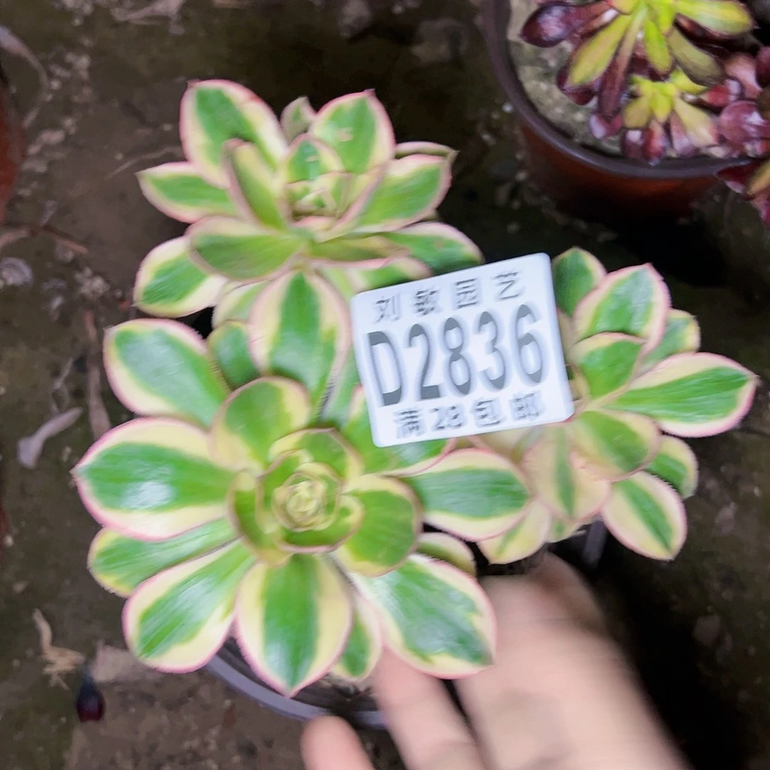 燕姿锦多肉植物法师2836