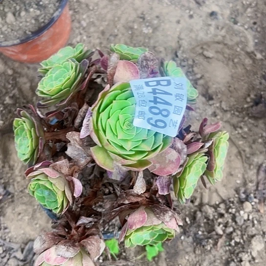 4489倾城中班多肉法师