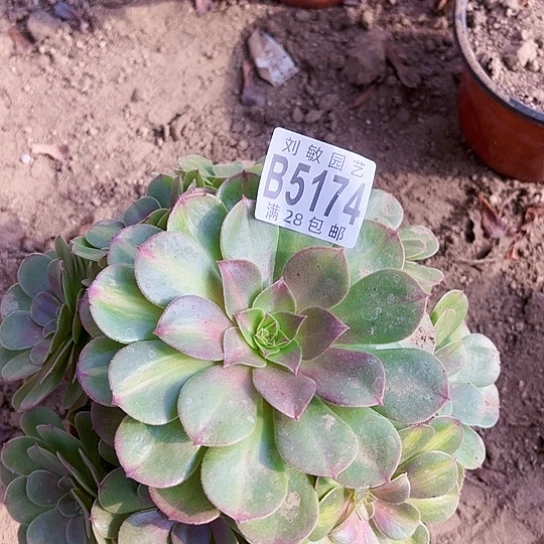 倾城中班多肉植物法师