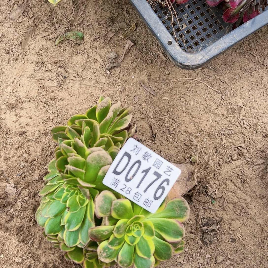 0176奶白缀多肉植物法师