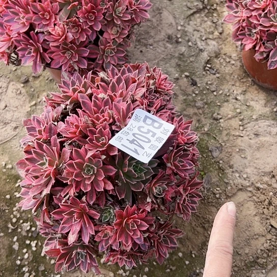 5041凤凰锦多肉植物法师