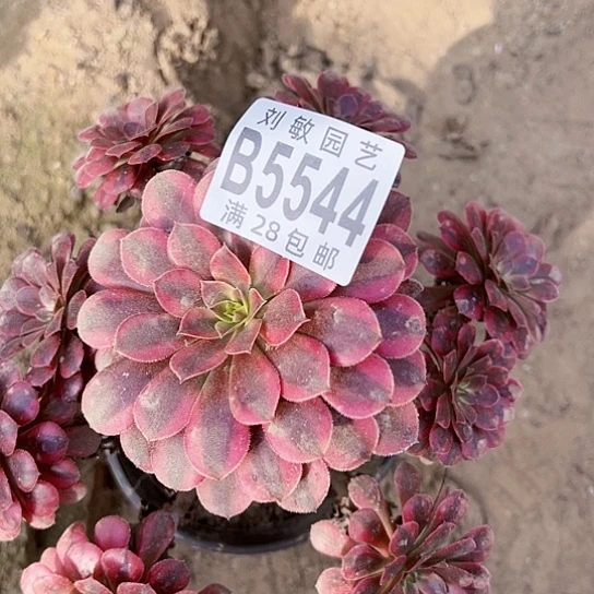 黑天鹅多肉植物法师5544